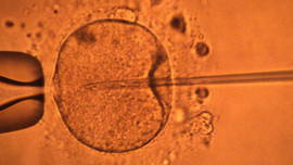 İlk defa insan-hayvan embriyoları birleştirilecek