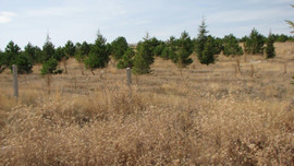 Çölleşmeye karşı Lefkoşa'ya 300 bin ağaç!