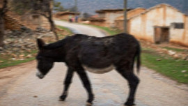 Komşunun eşeğine tecavüz eden adama dava!