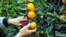 Mandora ve greyfurt alım fiyatları belirlendi