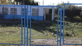 Çocuğu ısıran kazlar antik kente sürgün edildi