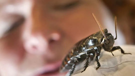 Dinozor devrinden kalma hamam böceği çıktı