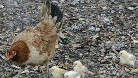 İran'da yaklaşık 7 bin tavuk üreticisi iflas etti