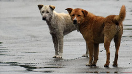 Hindistan'da  köpek eti satışına yasak geldi