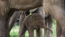 Covid 19 salgını vahşi yaşamı da etkiledi