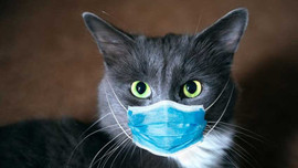 Koronavirüs taşıyorlar diye kediler itlaf edildi