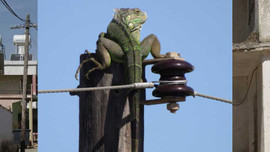 KKTC'de direk tepesindeki iguana korkuttu
