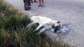 Alayköy'de 10 köpeği güpegündüz zehirlediler!