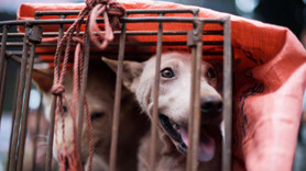 Çin'de kedi ve köpek eti yemeye yasak geldi