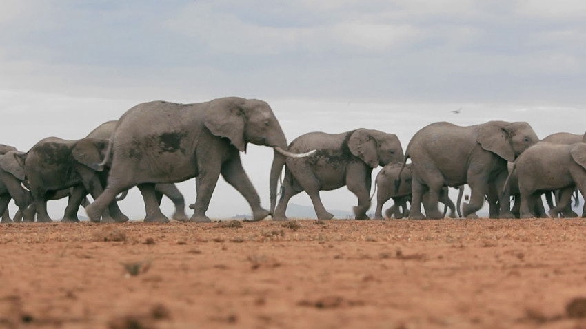 Zimbabve'de 2 ayda 200'den fazla fil öldü