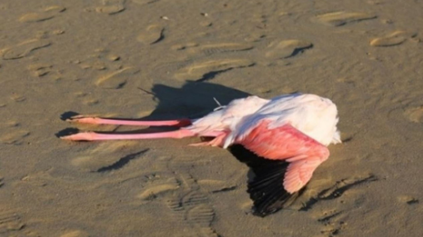 Larnaka’da  20 flamingo ölü bulundu!