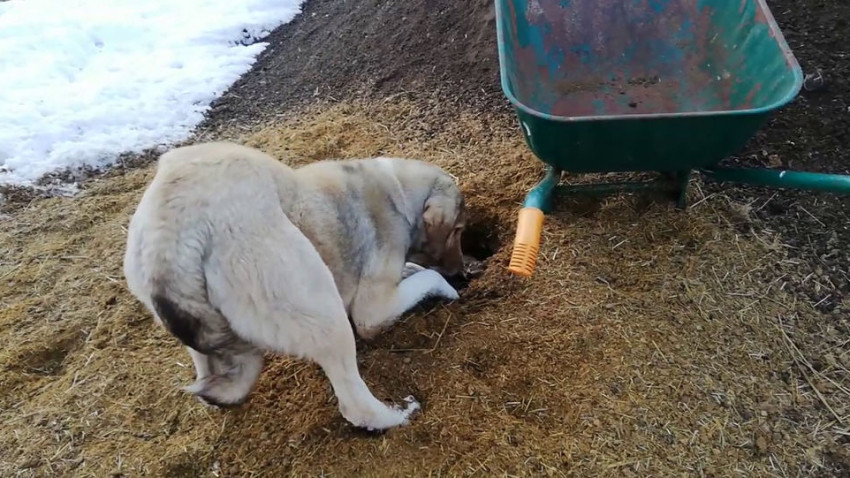 Sivas'ta bir köpek ölen yavrularını kendi gömdü