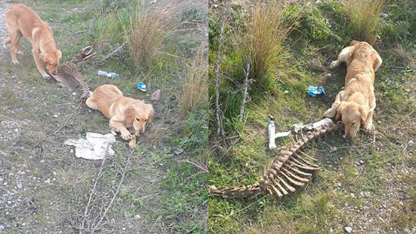 Çöplüğe terk edilen köpekler kurtarıldı