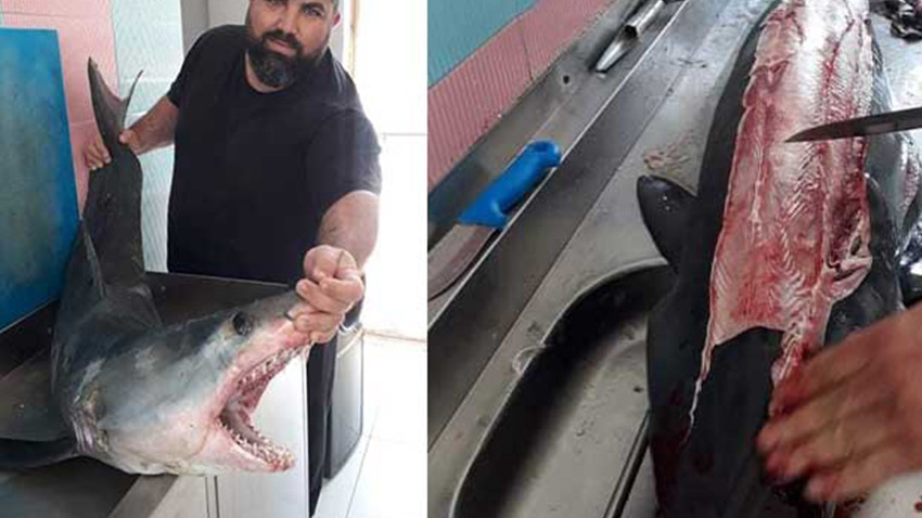 Gazimağusa’da 40 kiloluk köpek balığı yakalandı